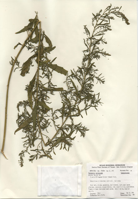 Dysphania ambrosioides (Mexican tea) #29563