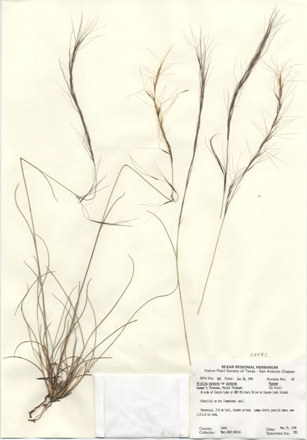 Aristida purpurea var. purpurea (Purple threeawn) #29782