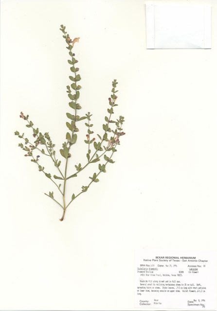 Scutellaria drummondii (Drummond's skullcap) #30060