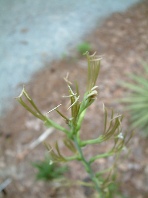 Manfreda virginica (False aloe) #19039