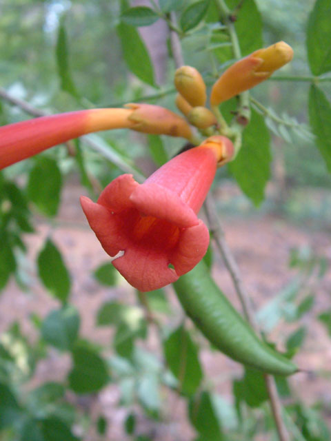 Campsis radicans (Trumpet creeper) #18854