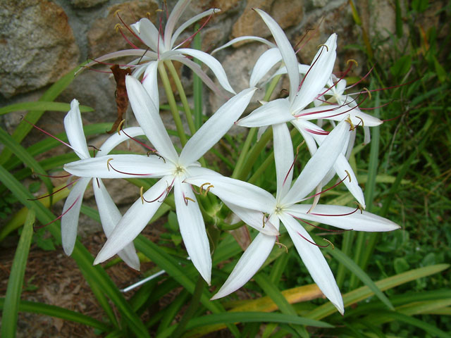 Crinum americanum (American crinum lily) #18911