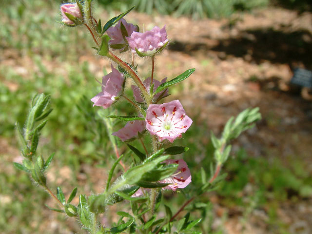 Kalmia hirsuta (Hairy mountainlaurel) #19004