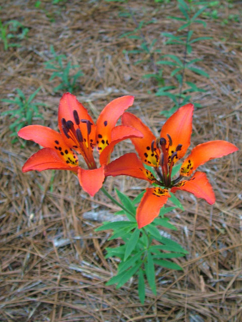 Lilium philadelphicum (Wood lily) #19024