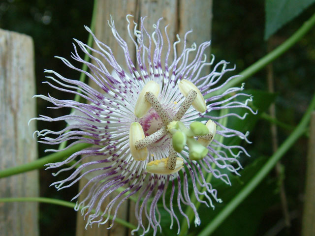 Passiflora incarnata (Maypop) #19060