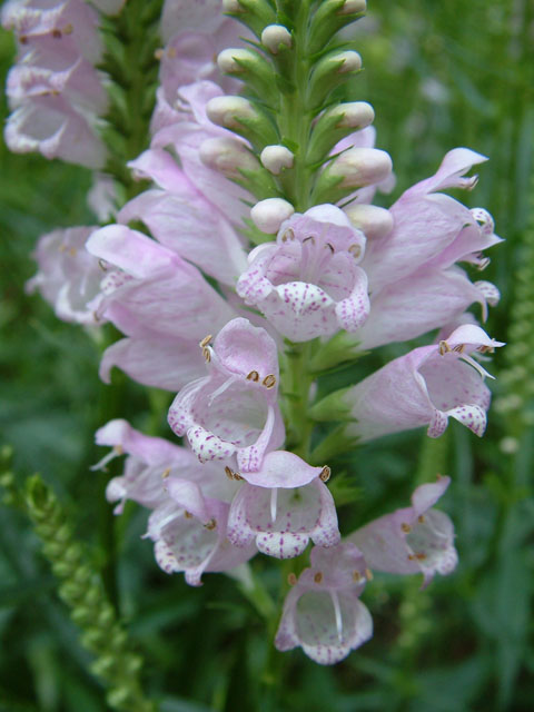 Physostegia virginiana (Fall obedient plant) #19083