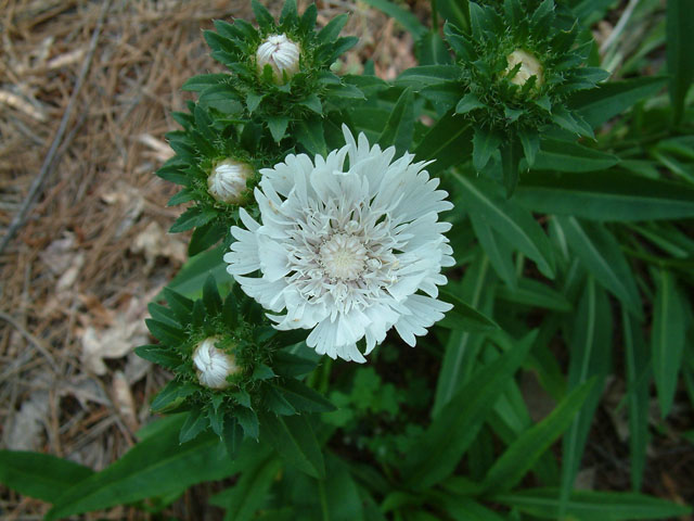 Stokesia laevis (Stokes aster) #19186