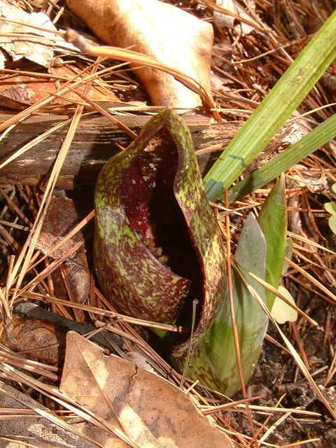 Symplocarpus foetidus (Skunk cabbage) #19198