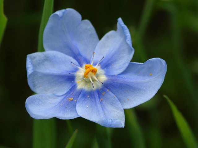 Nemastylis geminiflora (Prairie celestials) #32721