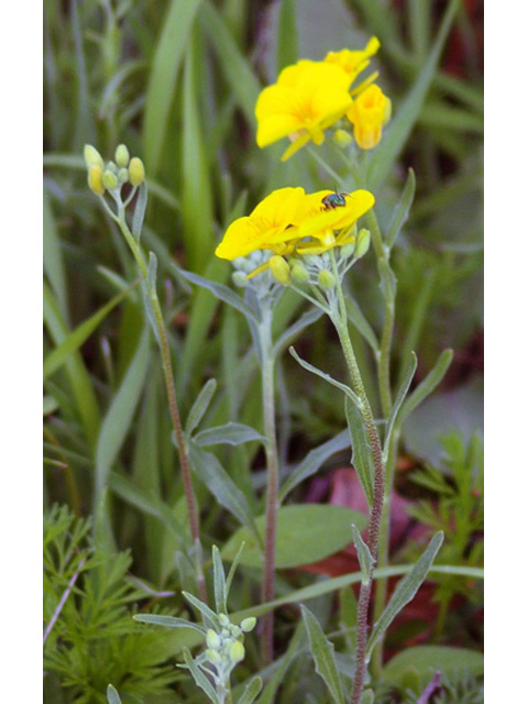 Lesquerella gracilis (Spreading bladderpod) #32723