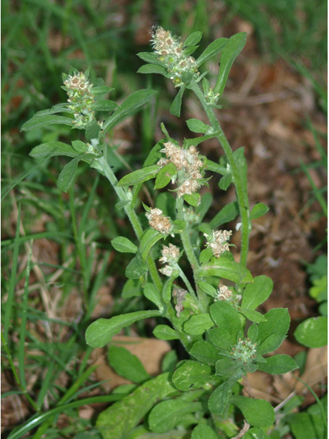 Gamochaeta pensylvanica (Pennsylvania everlasting) #42057