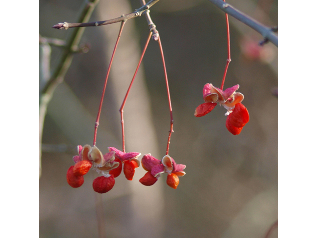 Euonymus atropurpureus (Burningbush) #42073