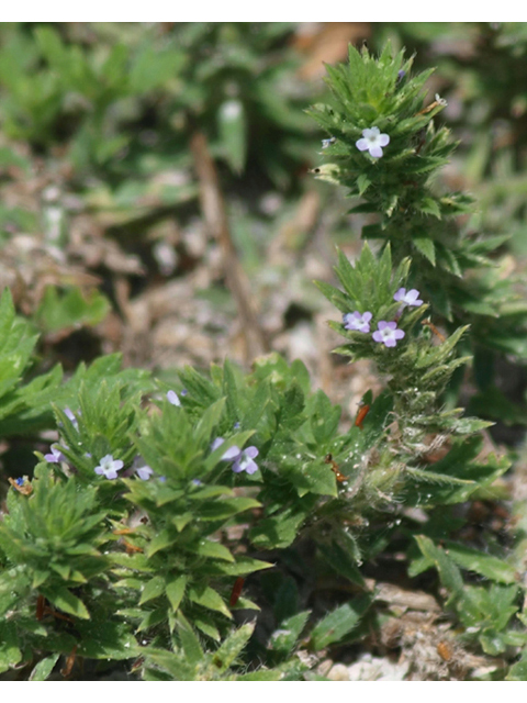 Verbena bracteata (Bigbract verbena) #42088