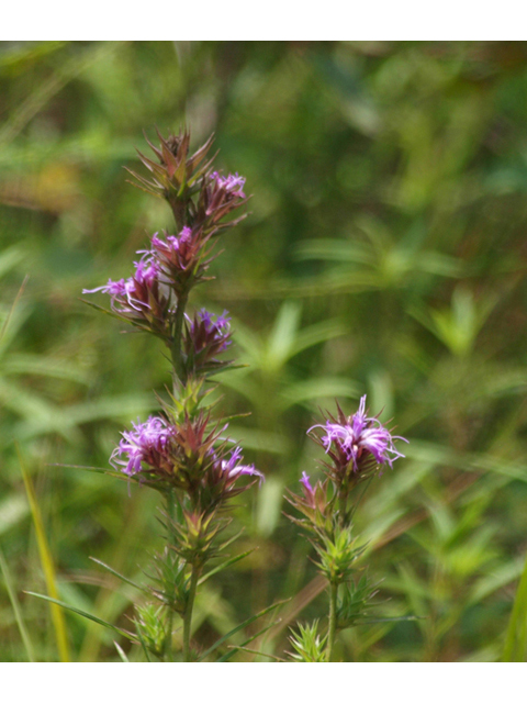 Liatris squarrosa (Scaly blazing star) #42105