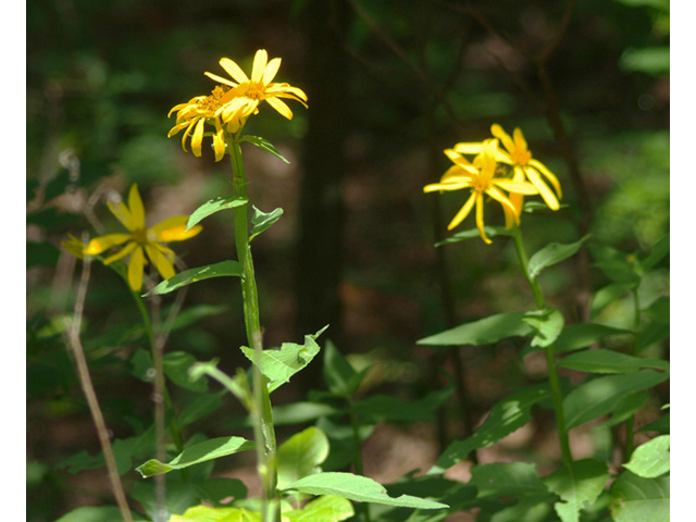 Verbesina helianthoides (Gravelweed) #42131