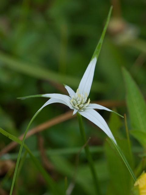 Rhynchospora colorata (Whitetop sedge) #26617