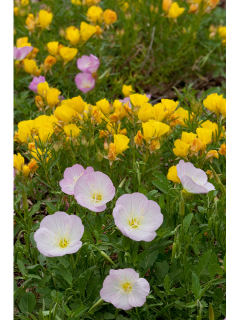 Oenothera speciosa (Pink evening primrose) #38710