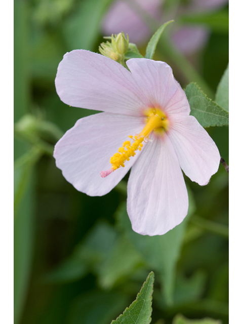 Kosteletzkya virginica (Virginia saltmarsh mallow) #26634