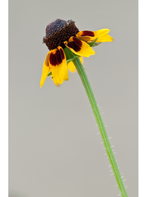 Rudbeckia hirta (Black-eyed susan) #38806