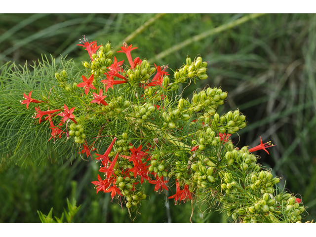 Ipomopsis rubra (Standing cypress) #38840