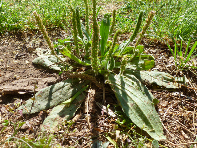 Plantago virginica (Virginia plantain) #39183