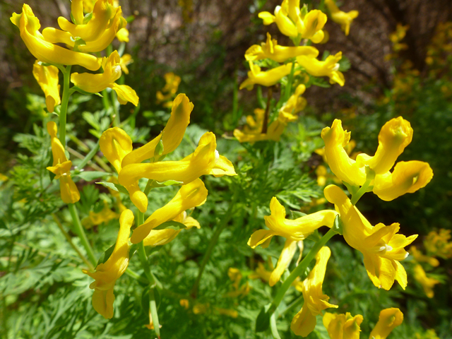 Corydalis curvisiliqua (Curvepod fumewort) #39195