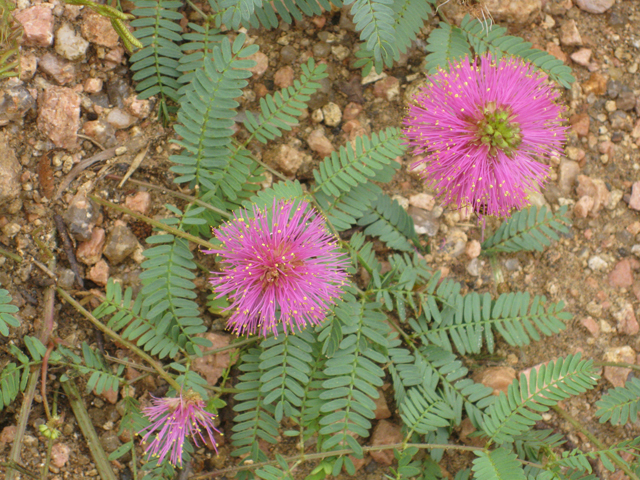 Mimosa microphylla (Littleleaf sensitive briar) #39196