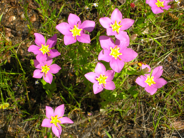 Sabatia campestris (Texas star) #39214