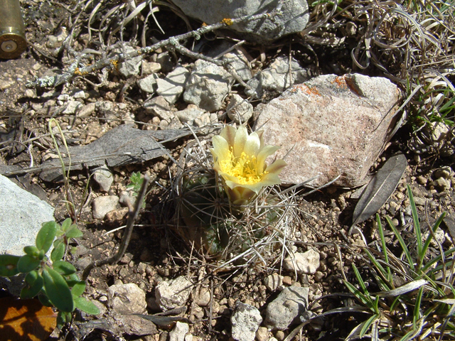 Ancistrocactus tobuschii (Tobusch fishhook cactus) #20870