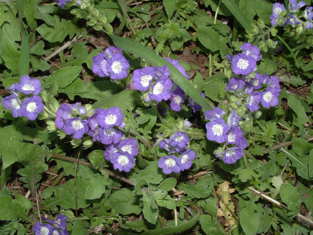 Phacelia patuliflora  var. austrotexana (South texas sand phacelia) #20943