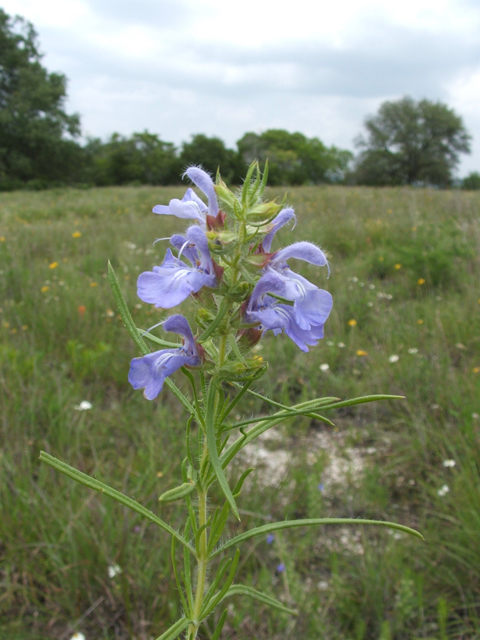 Salvia engelmannii (Engelmann's sage) #20966