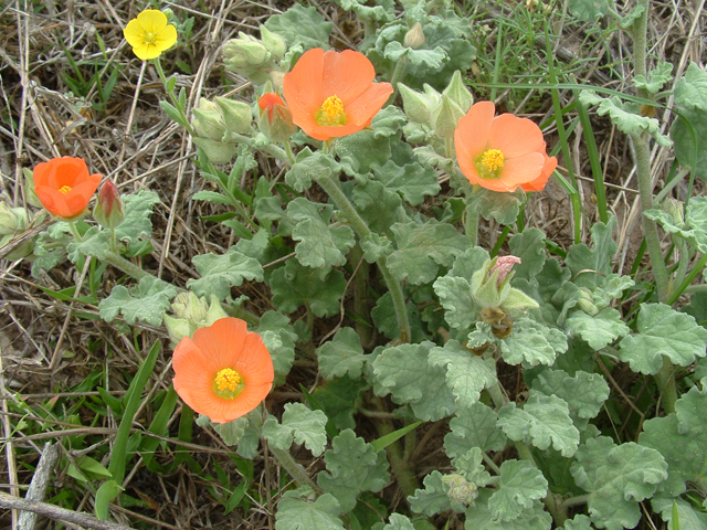 Sphaeralcea lindheimeri (Woolly globemallow) #20983