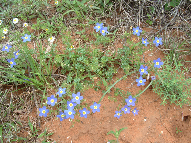 Giliastrum ludens (Rio grande gilia) #21006