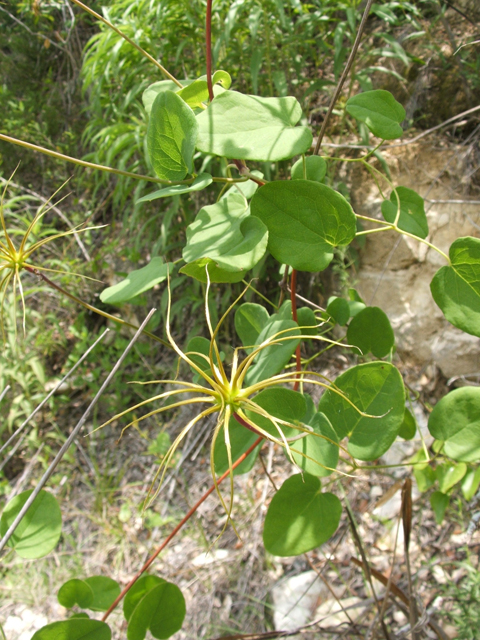 Clematis texensis (Scarlet clematis) #21020