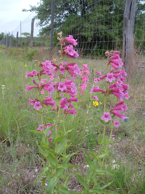 Penstemon triflorus (Hill country penstemon) #21040