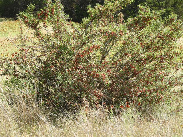 Mahonia trifoliolata (Agarita) #60853