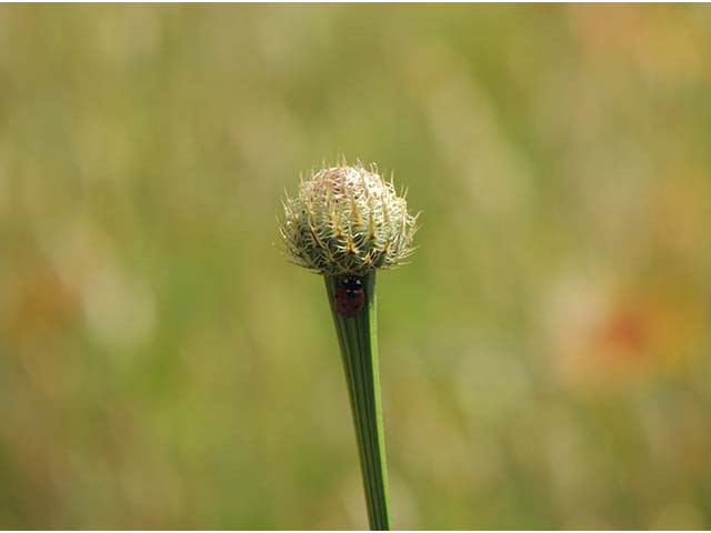 Centaurea americana (American basket-flower) #60864