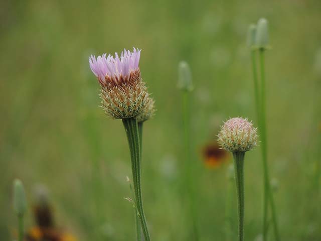 Centaurea americana (American basket-flower) #60872