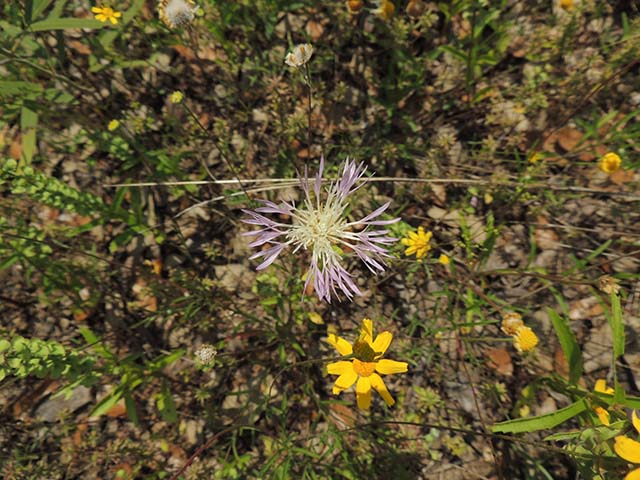 Centaurea americana (American basket-flower) #60877