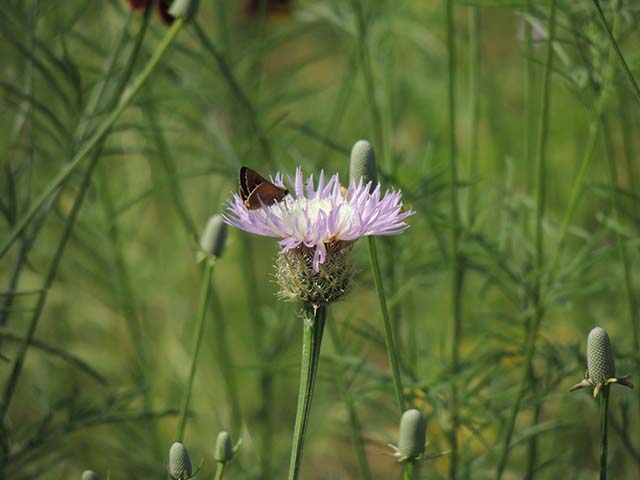 Centaurea americana (American basket-flower) #60885