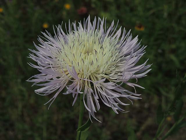 Centaurea americana (American basket-flower) #60887