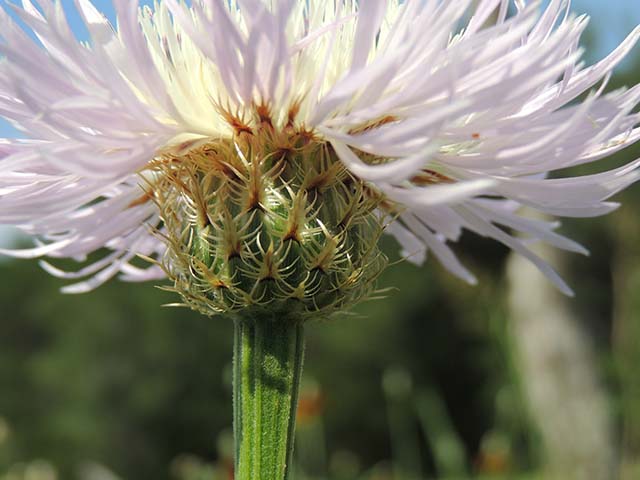 Centaurea americana (American basket-flower) #60888