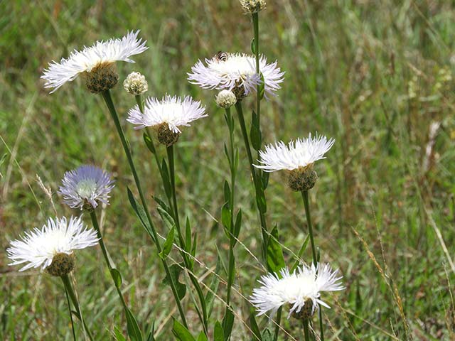 Centaurea americana (American basket-flower) #60897