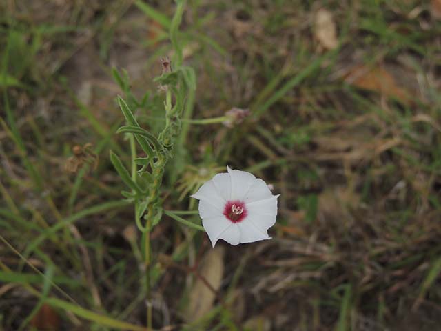 Convolvulus equitans (Texas bindweed) #60901