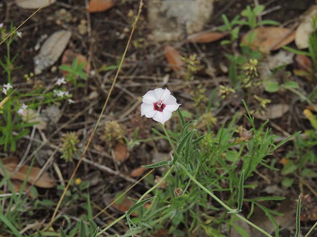 Convolvulus equitans (Texas bindweed) #60906