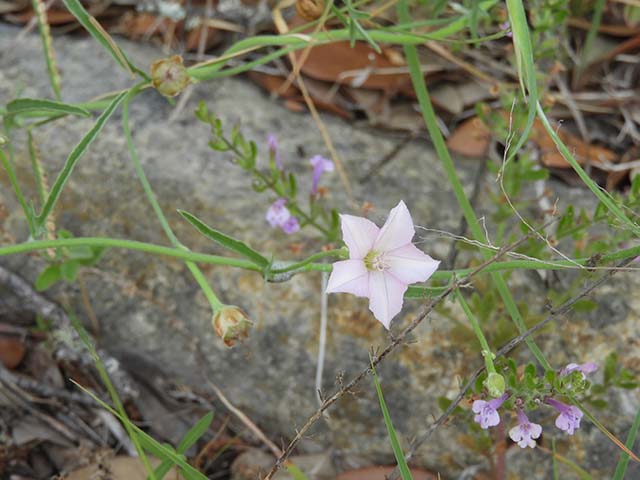 Convolvulus equitans (Texas bindweed) #60911