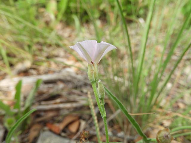 Convolvulus equitans (Texas bindweed) #60912