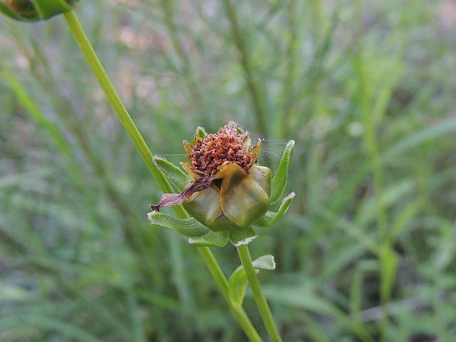 Coreopsis grandiflora (Largeflower tickseed) #61010