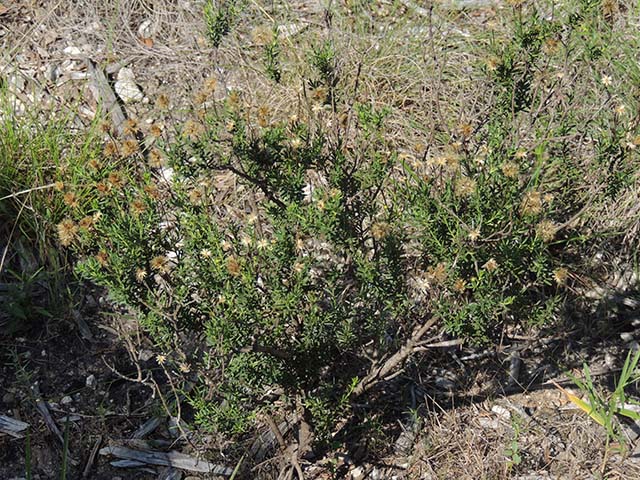 Chrysactinia mexicana (Damianita) #61023