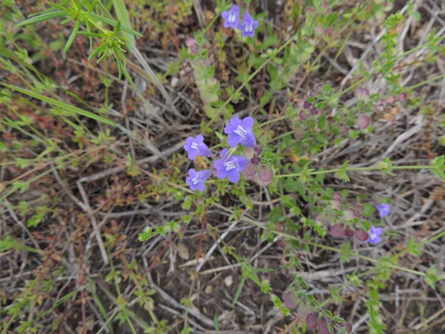 Scutellaria drummondii (Drummond's skullcap) #61045